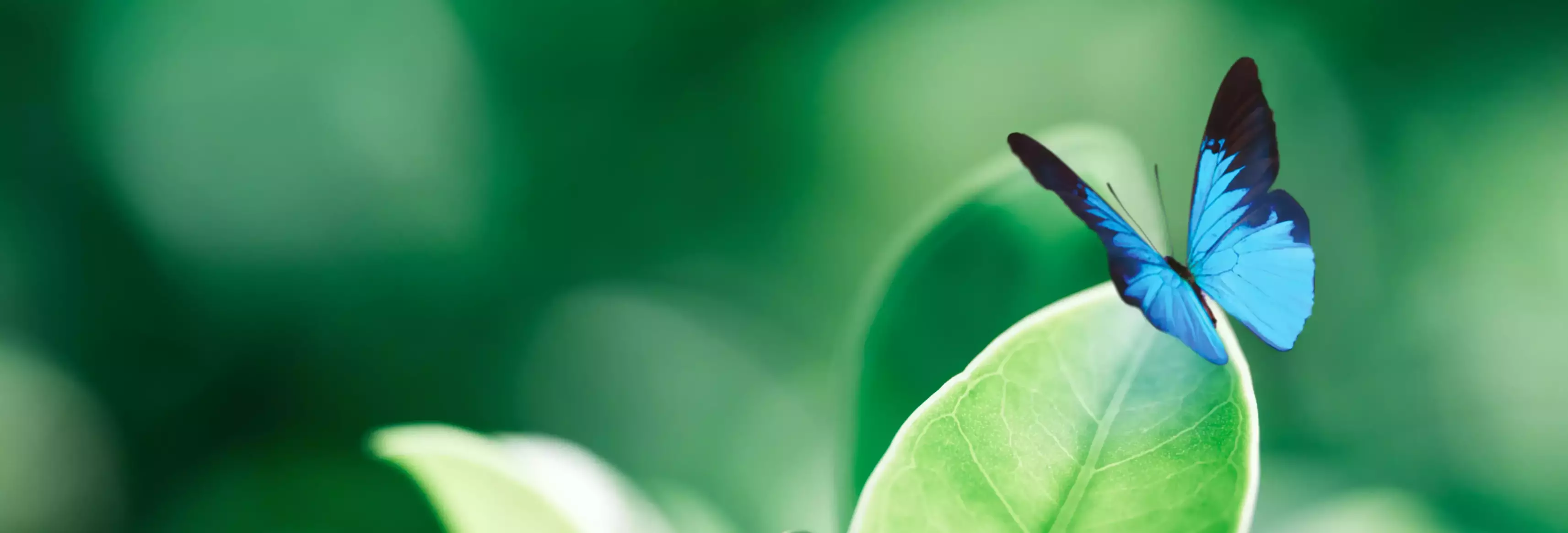 <br><h2><b>Engagement écologique</h2></b>